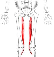 Semitendinosus Muscle