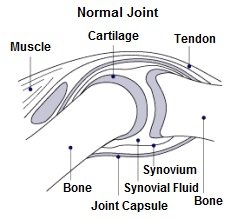 Knee Bones: Anatomy, Function & Injuries - Knee Pain Explained