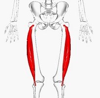 Vastus Lateralis Muscle