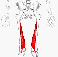 Vastus Medialis Muscle