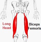 Biceps Femoris Muscle