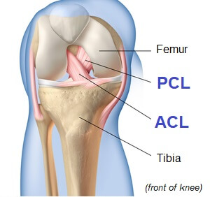 tendons and ligaments of the knee