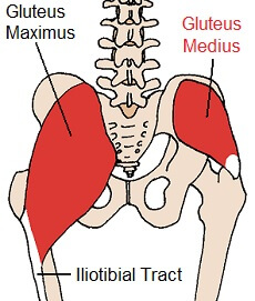 Gluteus Medius Muscle: Anatomy & Function - Knee Pain Explained