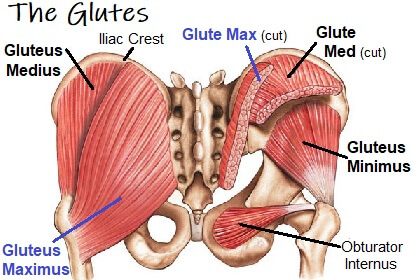 Gluteus Maximus Muscle Anatomy Function