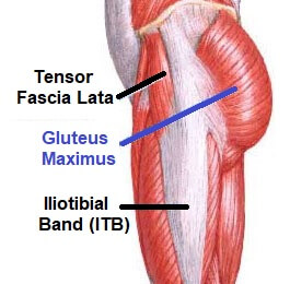 gluteus muscles