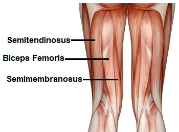 tendon behind knee