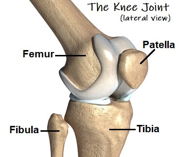 bone below knee cap