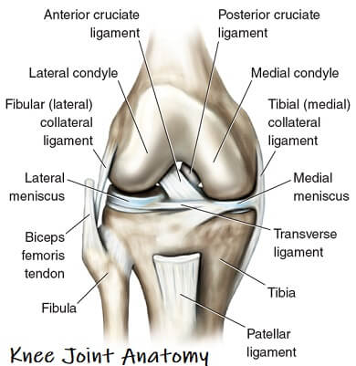 knee-joint-anatomy-guide.jpg