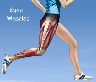 Knowing the muscles you're about to work on can be extremely beneficial.  Next to the legs, …