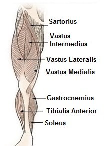 The muscle locations for (a) the back of leg including the