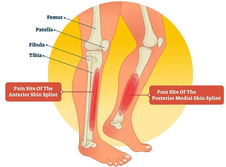 The Up And Down Of It – The Rest Of The Front Limb