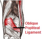 Semimembranosus Muscle (Hamstrings) - Knee Pain Explained