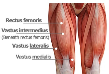 Knee Muscles Anatomy Function Injuries Knee Pain Explained