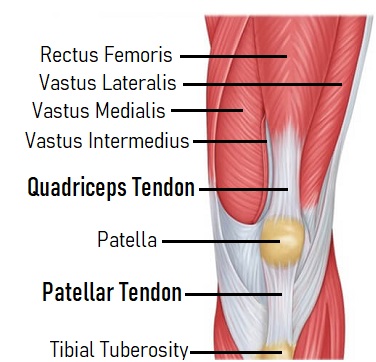 knee pain rectus femoris