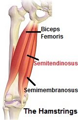 Semitendinosus Muscle