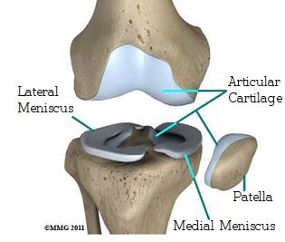 Knee Joint Anatomy & Motion - Knee Pain Explained