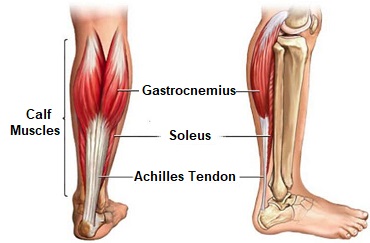 Knee muscles diagram