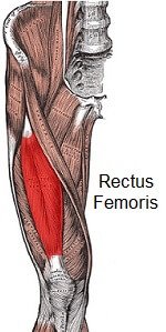 Rectus Femoris Muscle - Knee Pain Explained