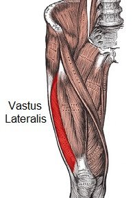 Vastus Lateralis Muscle